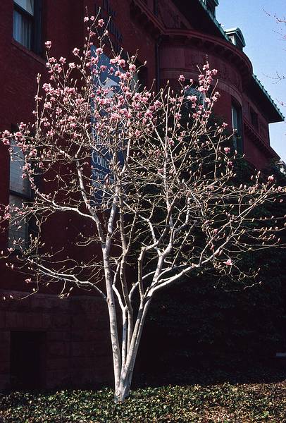 March 16, 1995 - Washington, DC.<br />Tree outside the Phillips Collection.