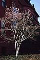 March 16, 1995 - Washington, DC.<br />Tree outside the Phillips Collection.