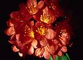 March 18, 1995 - Baltimore, Maryland.<br />Baiba's clivia.