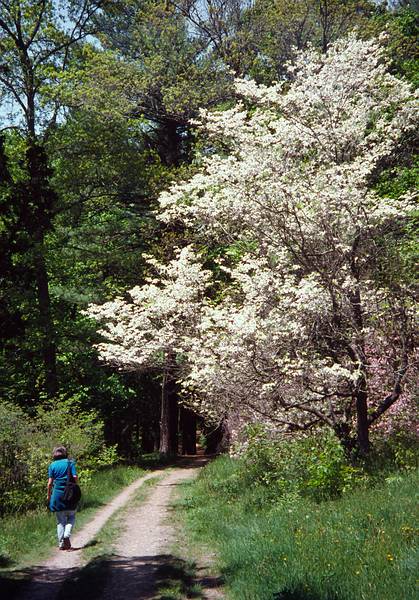 May 28, 1995 - Maudslay State Park, Newburyport, Massachusetts.<br />Joyce.