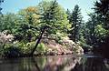 May 28, 1995 - Maudslay State Park, Newburyport, Massachusetts.