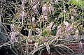 May 28, 1995 - Maudslay State Park, Newburyport, Massachusetts.<br />Wisteria.