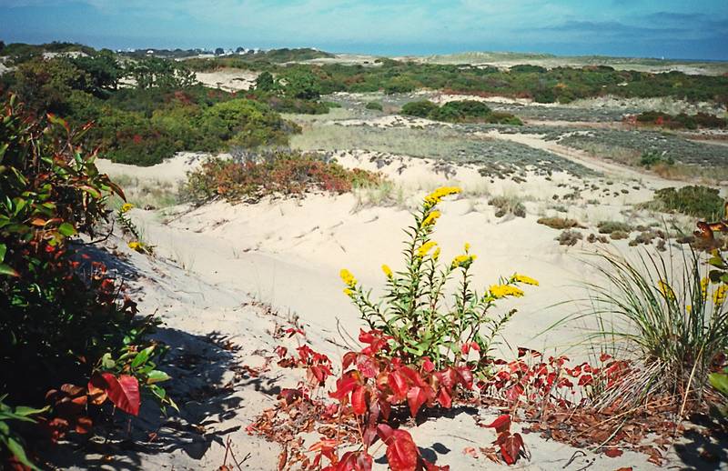 August 1995 - Parker River National Wildlife Refuge, Plum Island, Massachusetts.
