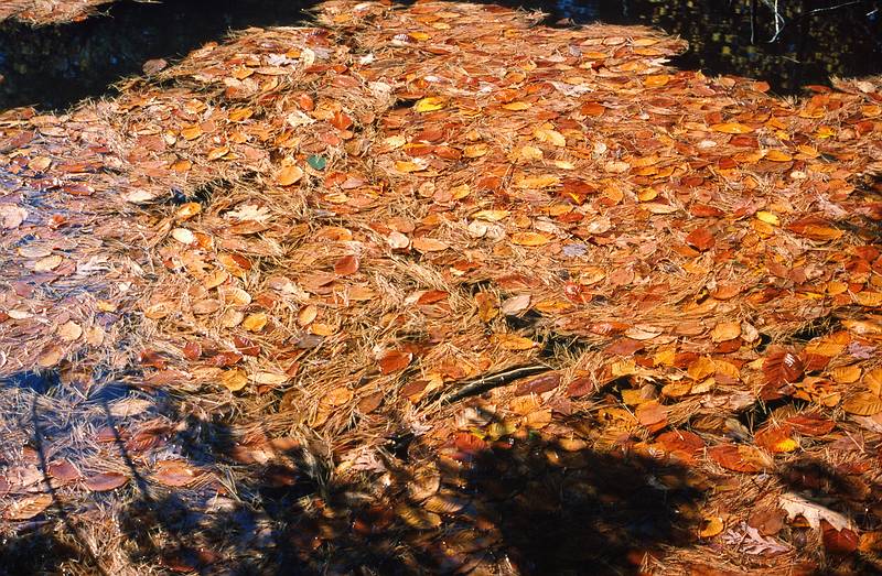 Oct. 14? 1995 - Maudslay State Park, Newburyport, Massachusetts.