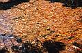 Oct. 14? 1995 - Maudslay State Park, Newburyport, Massachusetts.
