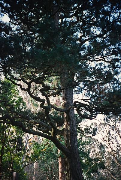 Dec. 25, 1995 - Golden Gate Park, San Francisco, California.<br />At the Japanese Tea Garden.