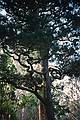 Dec. 25, 1995 - Golden Gate Park, San Francisco, California.<br />At the Japanese Tea Garden.