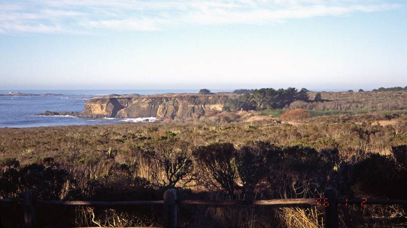 Jan. 2, 1996 - Ao Nuevo State Reserve, California.