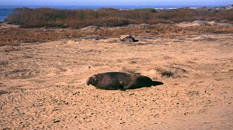 Jan. 2, 1996 - Ao Nuevo State Reserve, California.<br />Elephant seal.