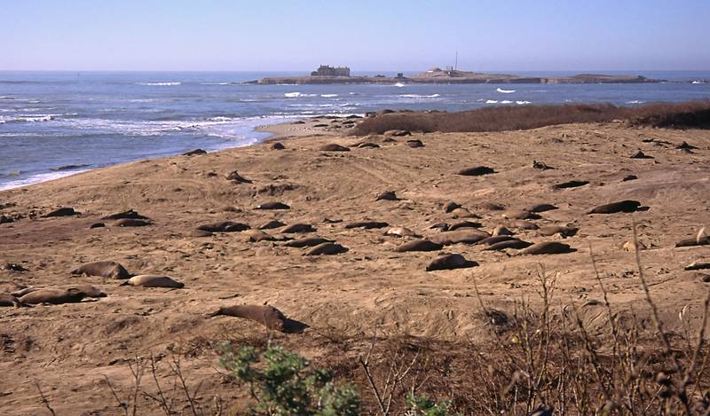 Jan. 2, 1996 - Ao Nuevo State Reserve, California.<br />Lots of elephant seals, with the Pacific Ocean in back.