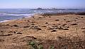 Jan. 2, 1996 - Ao Nuevo State Reserve, California.<br />Lots of elephant seals, with the Pacific Ocean in back.