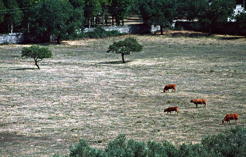July 6, 1995 - El Escorial, Spain.<br />Bulls in a field adjacent to the monastery.