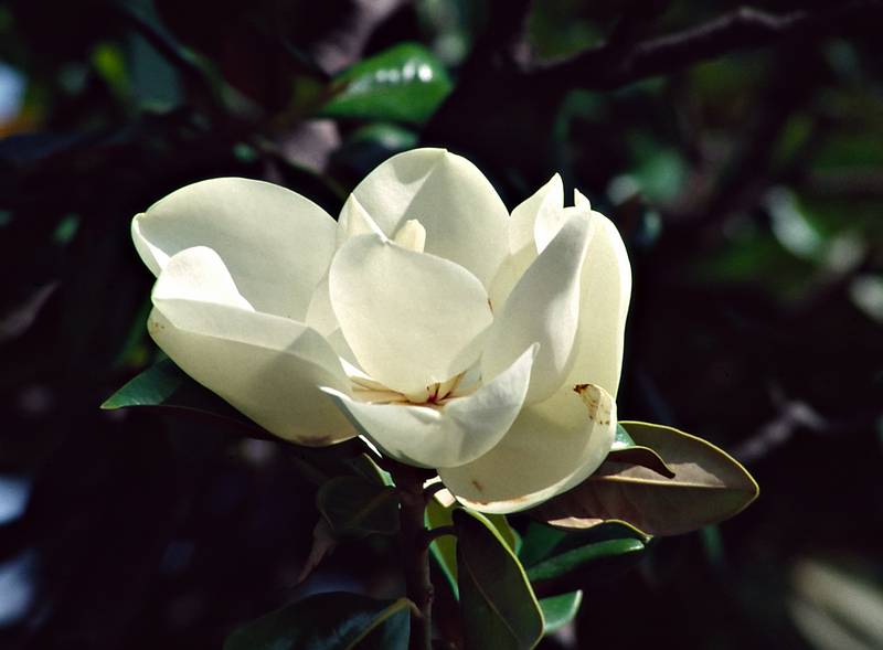 July 6, 1995 - El Escorial, Spain.<br />In the monastery's garden.