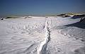 Jan. 6, 1996 - Parker River National Wildlife Refuge, Plum Island, Massachusetts.