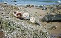 April 27, 1996 - Sandy Point State Reservation, Plum Island, Massachusetts.