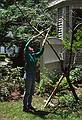 August 4? 1996 - Merrimac, Massachusetts.<br />Joyce pruning the peach tree.