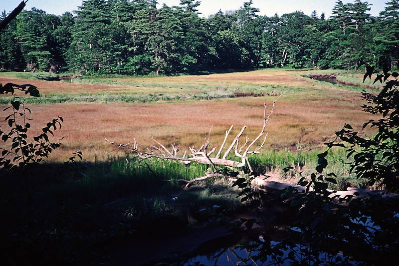 August 9, 1996 - Rachel Carson National Wildlife Refuge, Wells, Maine.
