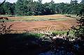 August 9, 1996 - Rachel Carson National Wildlife Refuge, Wells, Maine.