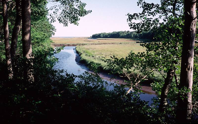 August 9, 1996 - Rachel Carson National Wildlife Refuge, Wells, Maine.