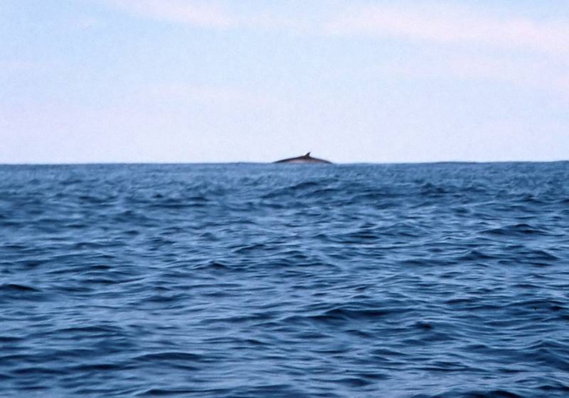 Aug 30, 1996 - Out of Newburyport, Massachusetts.<br />Adventure Learning Whale Watch Kayaking trip.<br />A minke whale on the horizon?
