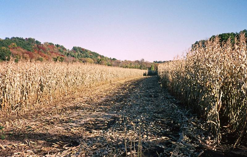 Oct. 6, 1996 - West Newbury, Massachusetts.<br />Corn fiels along River Road.