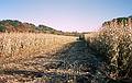 Oct. 6, 1996 - West Newbury, Massachusetts.<br />Corn fiels along River Road.