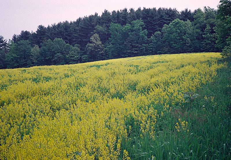 May 25, 1997 - Old Town Hill, Newbury, Massachusetts.