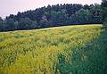 May 25, 1997 - Old Town Hill, Newbury, Massachusetts.