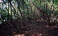 June 8, 1997 - Maudslay State Park, Newburyport, Massachusetts.<br />Rhododendron trunks.