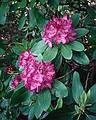 June 8, 1997 - Maudslay State Park, Newburyport, Massachusetts.<br />Rhododendron.