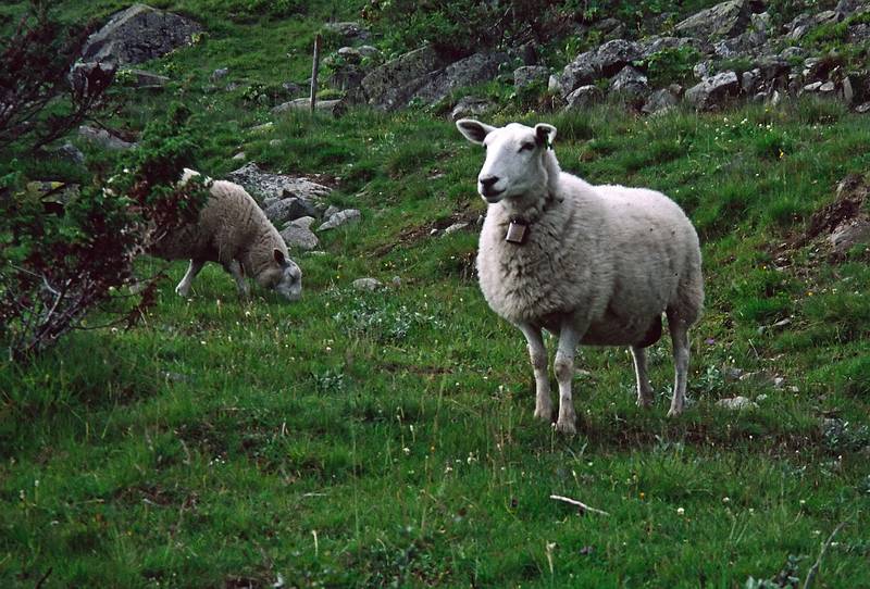 August 8, 1997 - Hike from Torger's farm to near Geilo, Norway.