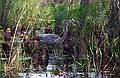 Great blue heron.<br />May 21, 1998 - Okefenokee National Wildlife Refuge, Georgia.