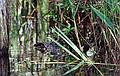 An alligator eyeing us.<br />May 21, 1998 - Okefenokee National Wildlife Refuge, Georgia.