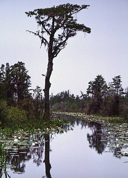 May 21, 1998 - Okefenokee National Wildlife Refuge, Georgia.