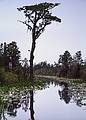 May 21, 1998 - Okefenokee National Wildlife Refuge, Georgia.