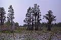 May 21, 1998 - Okefenokee National Wildlife Refuge, Georgia.