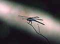 Dragonfly.<br />May 21, 1998 - Okefenokee National Wildlife Refuge, Georgia.