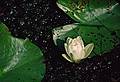 Water lily.<br />May 21, 1998 - Okefenokee National Wildlife Refuge, Georgia.