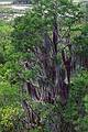 Lots of Spanish moss.<br />May 21, 1998 - Okefenokee National Wildlife Refuge, Georgia.