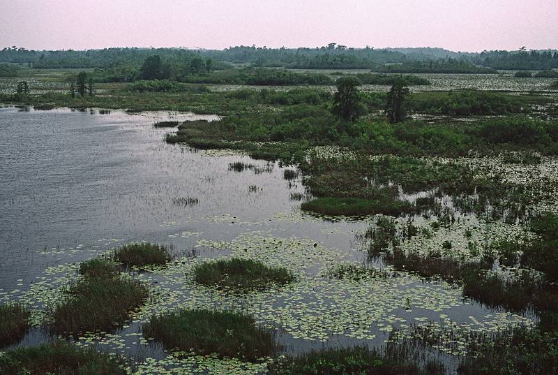 May 21, 1998 - Okefenokee National Wildlife Refuge, Georgia.