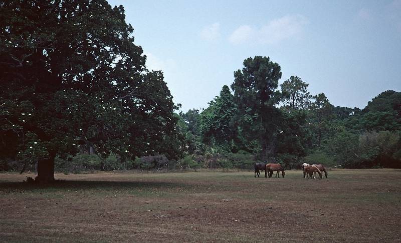 May 22, 1998 - Cumberland Island National Seashore, St. Marys, Georgia.