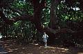 Egils in the shade of a live oak.<br />May 22, 1998 - Cumberland Island National Seashore, St. Marys, Georgia.