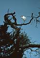 Egret.<br />May 24, 1998 - Jekyll Island, Georgia.