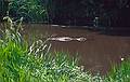 Another alligator.<br />May 26, 1998 - Savannah River National Wildlife Refuge, South Carolina.