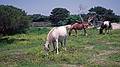 Penned feral horses.<br />May 29, 1998 - Ocracoke Island, North Carolina.