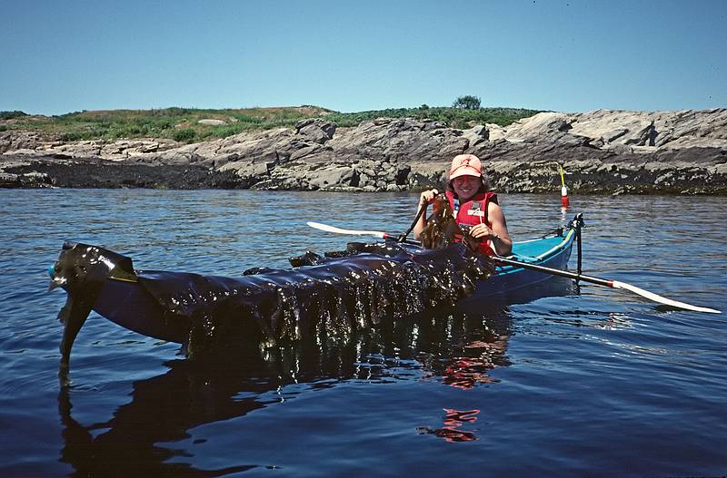 Joyce with a big piece of seaweed off Fisherman Island.<br />August 1, 1998 - Out of Linekin Bay, Boothbay Harbor, Maine.