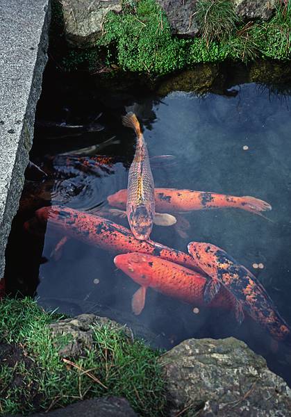 Japanese Tea Garden at Golden Gate Park.<br />Nov. 8, 1998 - San Francisco, California.