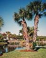 Joyce's 50th birthday celebration trip.<br />Jan. 22, 1999 - South Sead Plantation Resort on Captiva Island, Florida.