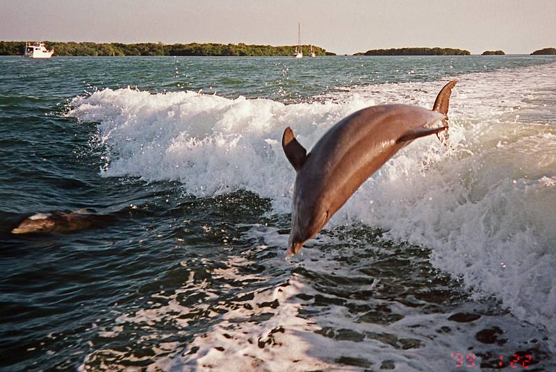 Dolphins.<br />Jan 22, 1999 - Boat ride out of Captiva Island (?) , Florida.