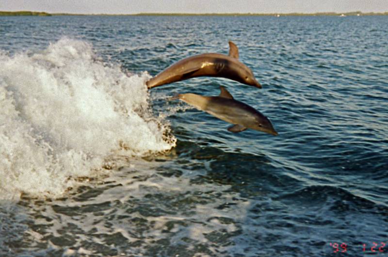 Dolphins.<br />Jan 22, 1999 - Boat ride out of Captiva Island (?) , Florida.